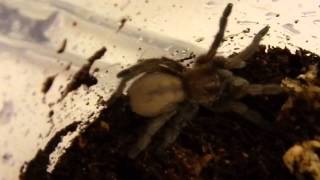 Australian Bird Eating Spider  Tarantula  quotStirlingiquot Juvenile [upl. by Valerye]