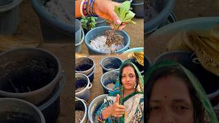 ପ୍ଲାଷ୍ଟିକ ବାଲଟି ରେ କିପରି ଗଛ ଲଗାଇବା 🪴grow plant gardening viral tips subhasinigarden [upl. by Kiele862]