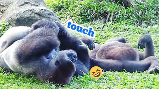 塔莉喜歡觸碰迪哥😆😆wildlife animals nature conservation gorilla primate animalphotography africa [upl. by Raymund]