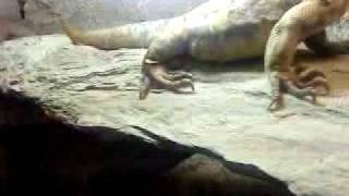 SAUROMALUS VARIUS HISPIDUS REPTILES CHUCKWALLA [upl. by Ratha]