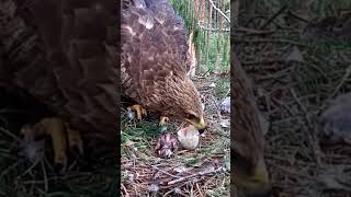 P216 Review birds nest life mom birds brings food to feed her babies in their nest birdslover [upl. by Ahseiym841]