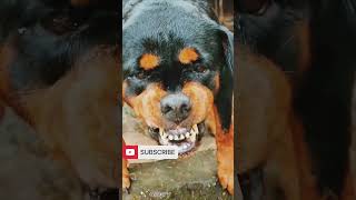 angry dogbarking soundviralvideo cuteanimal pets angrypuppy rottweilerpuppy funnyanimal [upl. by Ethelda]