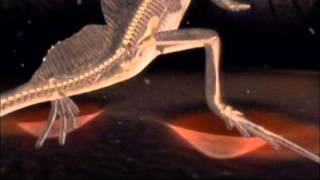 Basilisk lizard runs on water to catch a butterfly Rate My Science [upl. by Nas]