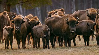 European Bison in the Białowieża Forest  March 2023 [upl. by Fraya]