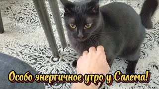 Особо энергичное утро у Салема [upl. by Allenad226]