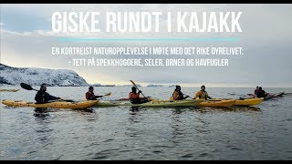 Giske rundt i kajakk i møte med spekkhoggere på Kvalneset [upl. by Ilamad347]