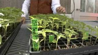 Vermicompost a Living Soil Amendment [upl. by Racso]