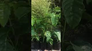 Grow your own passionfruit  trees from Awapuni Nurseries Palmerston North New Zealand [upl. by Richela]