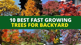 Top 10 Best Fast Growing Trees for Backyard 🌳 Backyard Garden Ideas 💡 [upl. by Llenej]