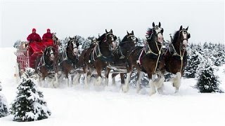 Image Makeover for Budweisers Clydesdales [upl. by Alleynad]