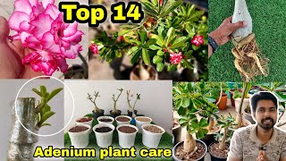 Top 14 Simple secret to Adenium plant care Adenium grafting Adenium cuttings [upl. by Daitzman]