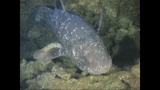 Coelacanth Discovery South Africa [upl. by Logan]