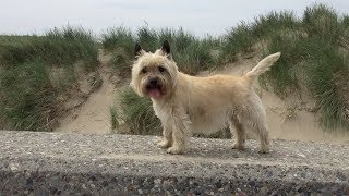 Why to get a Cairn Terrier as a pet [upl. by Tegdirb]