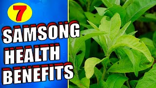 7 Powerful Health Benefits of Sambong Leaves amp TEA [upl. by Nivan]