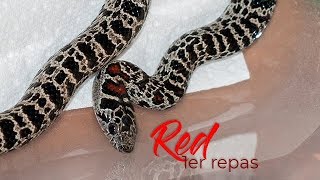 Red  Lampropeltis mexicana mexicana granite [upl. by Kurtzig816]