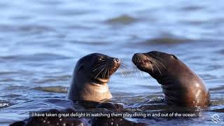 Behind the Lens Growing up alongside Galapagos sea lions [upl. by Rianon]