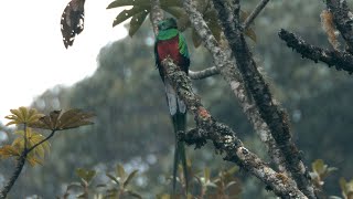 Resplendent Quetzal and its Call [upl. by Imuy]