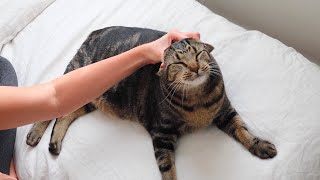 ASMR for my cat lovers  kitty massage and satisfying deshedding tool whisper [upl. by Ettennig26]