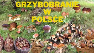 BOROWIKI  Grzybobranie Woj Mazowieckie [upl. by Ocsecnarf]