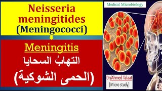 Neisseria 4 Neisseria meningitides Meningitis الحمي الشوكية والالتهاب السحائي [upl. by Elocaj]