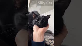 Silly Cat 20 cat sillykitty sillycats funny sillypets pets cute animals [upl. by Aciretal]