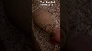 Alvin a￼ three banded armadillo [upl. by Terrell]