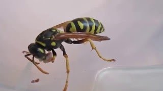 Polistes sp ест гусеницу Plodia interpunctella [upl. by Nallad]