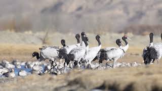 Upclose view of the rare wildlife blacknecked crane on the Roof of the World Tibet [upl. by Baillie]