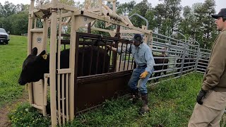 New cattle arrive but will they stay [upl. by Ciryl]