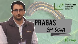 PRAGAS EM SOJA o que o monitoramento indica [upl. by Aim14]