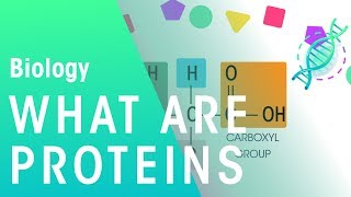 What Are Proteins  Cells  Biology  FuseSchool [upl. by Allenaj]