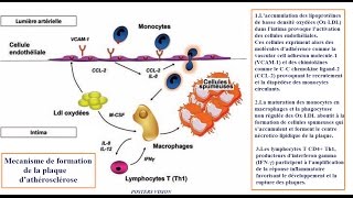 Mécanisme de lathérosclérose [upl. by Fillender]