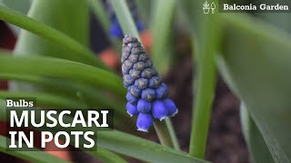 How To Plant MuscariGrape Hyacinth Bulbs in Pots [upl. by Noroj647]