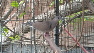 F1 Whitewinged Dove × Ringneck Dove hybrid Female Nest Sound [upl. by Nilsoj]