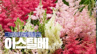 EP8 식물 역사 이야기 그늘에서도 빛나는 아스틸베Astilbe 반그늘 정원의 컬러감 그 화려함의 숨겨진 비밀이야기들 [upl. by Port]