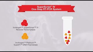 1step vs 2step RTPCR—which one is right for your application [upl. by Smukler]