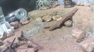 🐜 Arena Day 1468 1 Messor Barbarus Ant Farm Video Diary [upl. by Rowena]