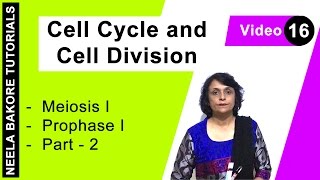 Cell Cycle amp Cell Division  NEET  Meiosis I  Prophase I  Part  2  Neela Bakore Tutorials [upl. by Magna]