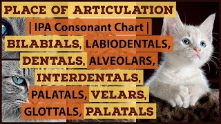 Place of Articulation  Bilabials Labiodentals Dentals Interdentals Alveolars Velars Glottals [upl. by Yralam]