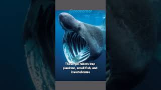 Basking Shark  The Sea Monster [upl. by Fleck]