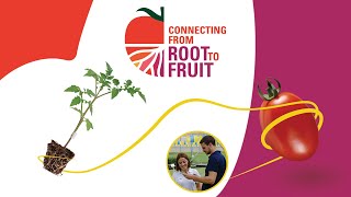 “Connecting from Root to Fruit” A New Signature for Tomato and Rootstock Expertise [upl. by Ardnuasak]