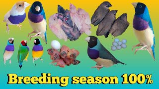 Gouldian finch breeding season exoticfinches gouldianfinch finch birdslover finches birds [upl. by Laekcim]