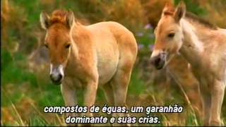 Documentário  Cavalos [upl. by Artemus]