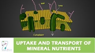 UPTAKE AND TRANSPORT OF MINERAL NUTRIENTS [upl. by Lasky]