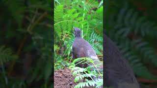 Lyrebird mimicking other birds bird nature [upl. by Nayab]