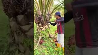 Pruning the Khajoor Plant Gardening HardWork [upl. by Rosalinde]