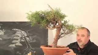 Bonsai Erstgestaltung einer Italienischen Zypresse by Merlin [upl. by Aun]