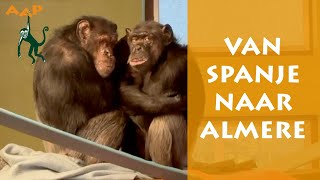 Bijzondere verhuizing chimpansees Peggy en Babsie van AAP Spanje naar AAP in Almere  Stichting AAP [upl. by Eatnoled]