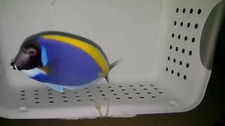 Powder Blue Tang 199  Maldives [upl. by Stetson]