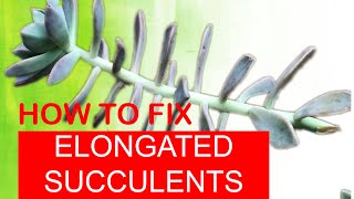 HOW TO FIX ELONGATED SUCCULENTS  Secrets to Fast PropagationASMR [upl. by Ancell347]